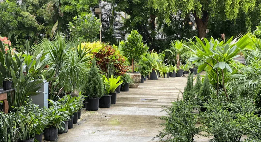 Garden path lined with potted plants, various shades of green, under an overcast sky.