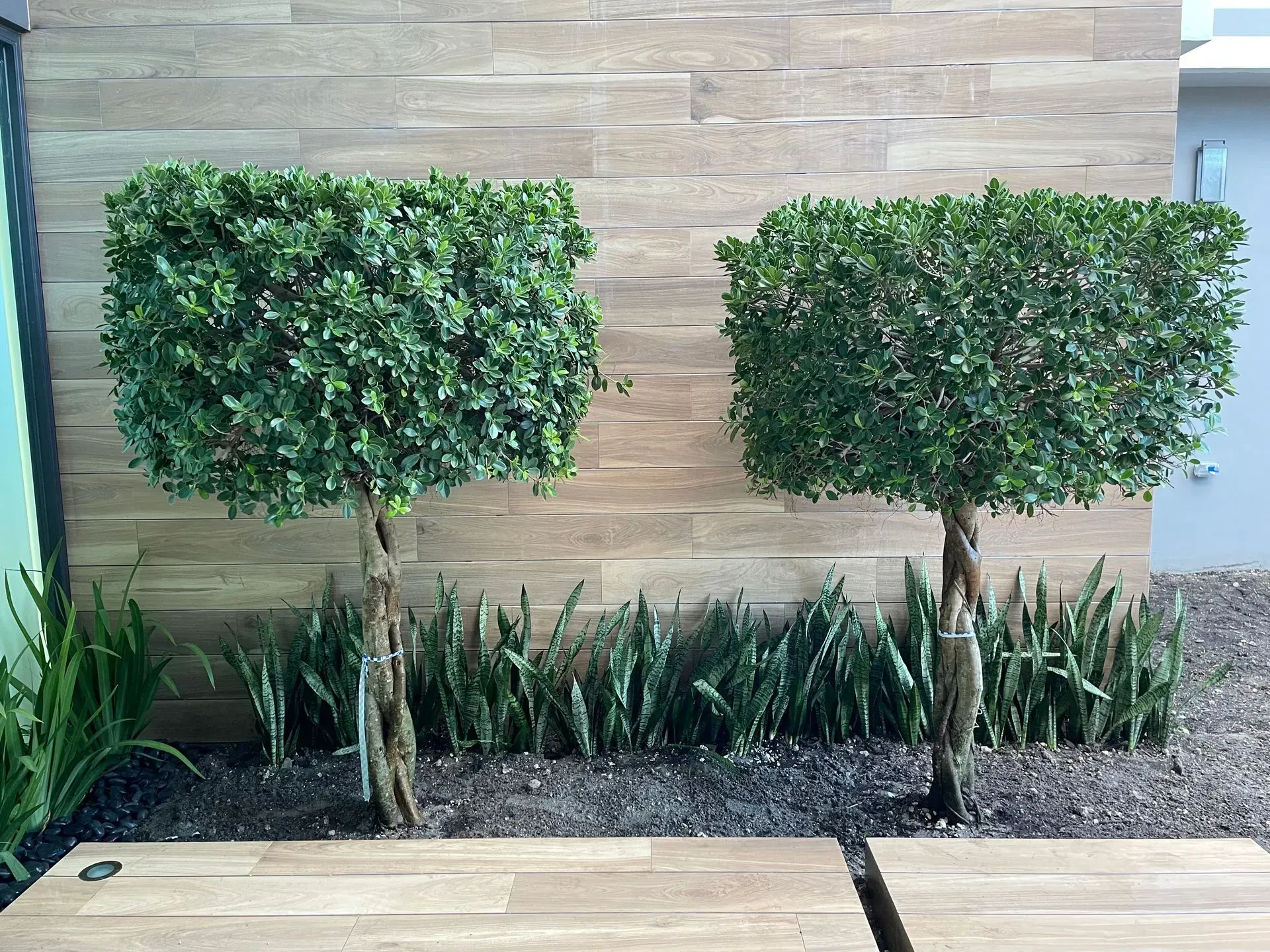 Two square-shaped topiary trees with green foliage, brown trunks, and a beige brick wall background.
