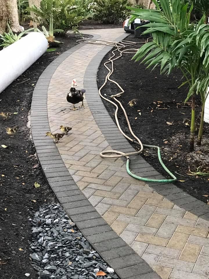 Duck and ducklings on a herringbone brick path. A black border, lush landscaping, and a coiled hose are visible.
