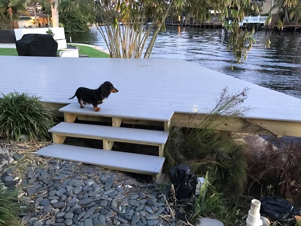 A dachshund stands on deck steps near water. The dog is looking toward the water.