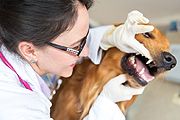 Animal dentistry