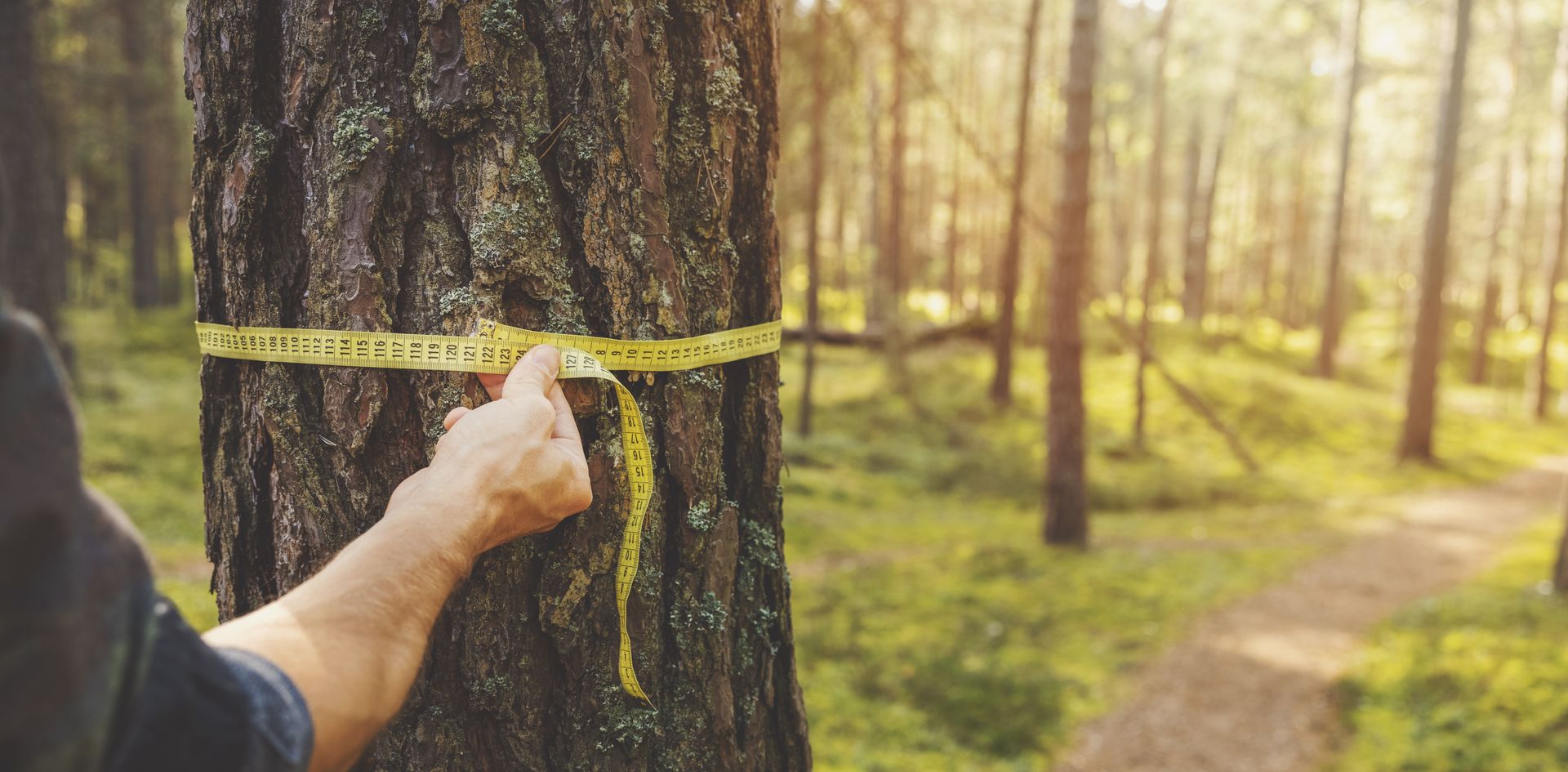 arborists