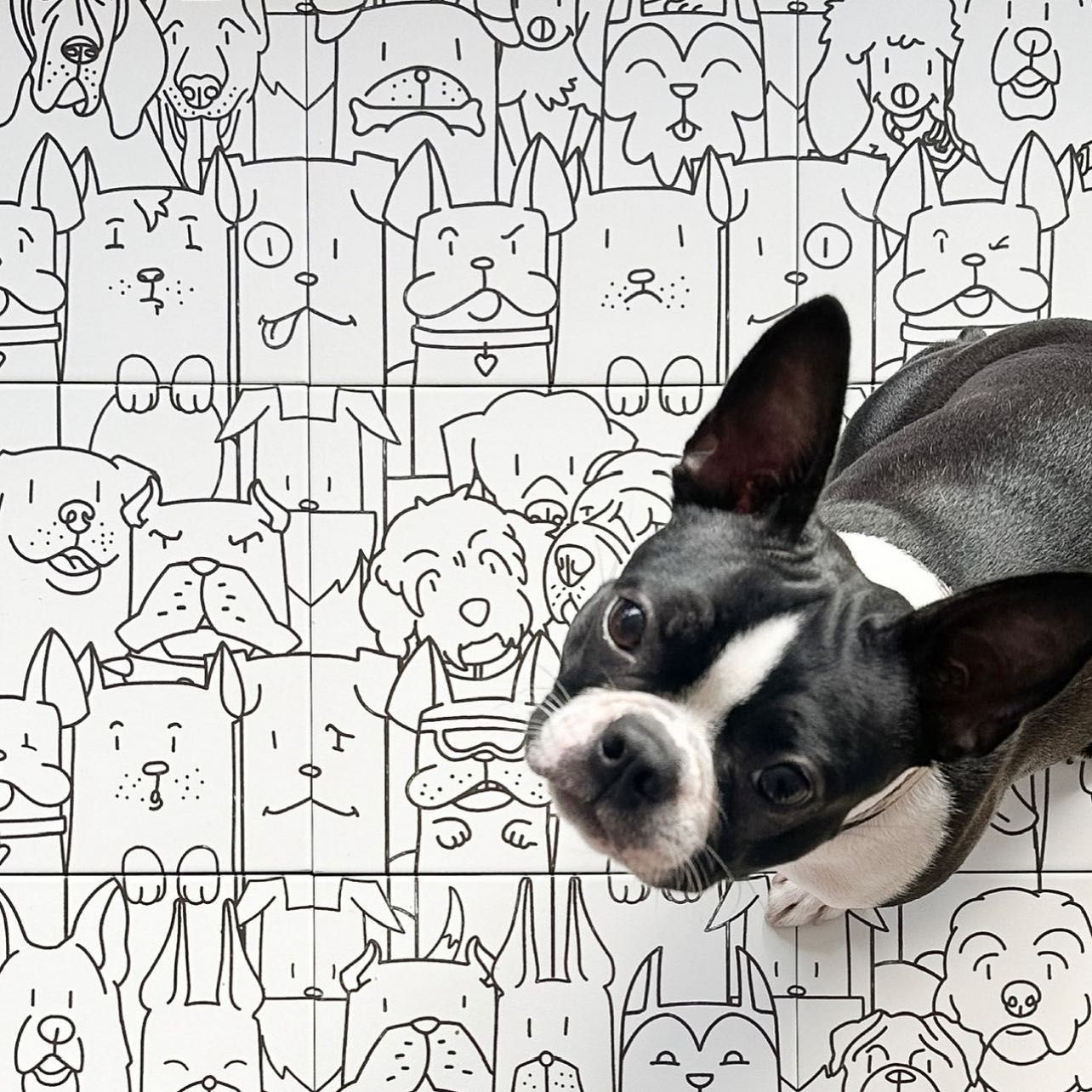A black and white dog is laying in front of a wall with drawings of dogs on it