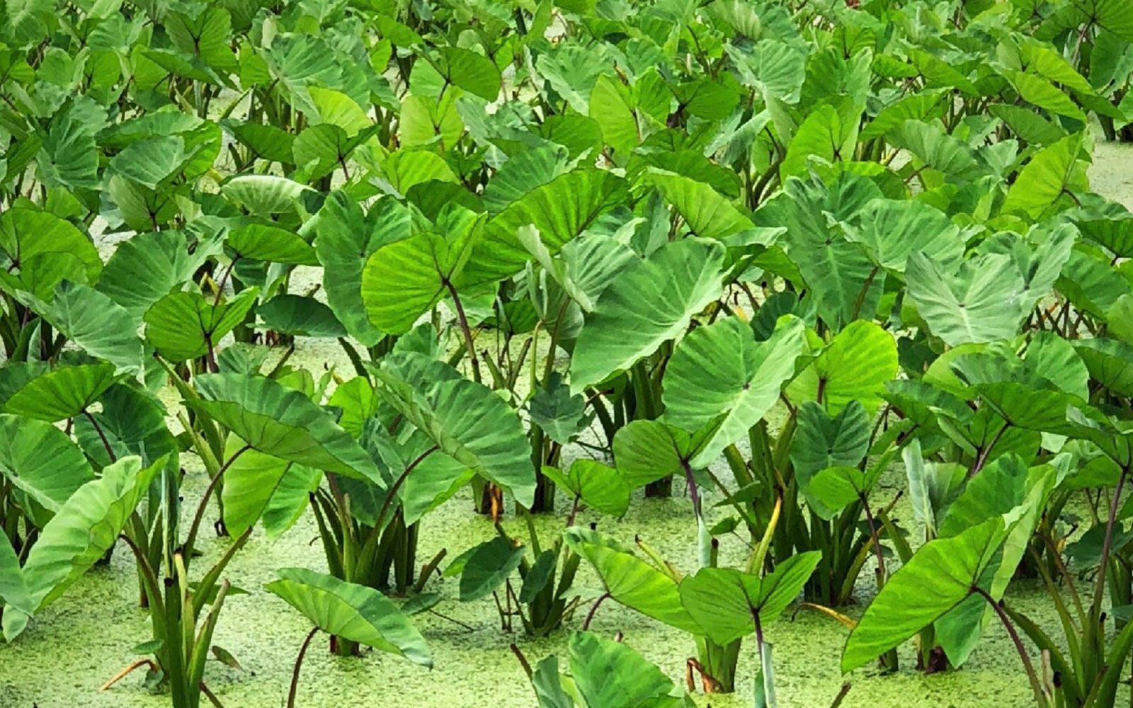 Wong's Products, LLC