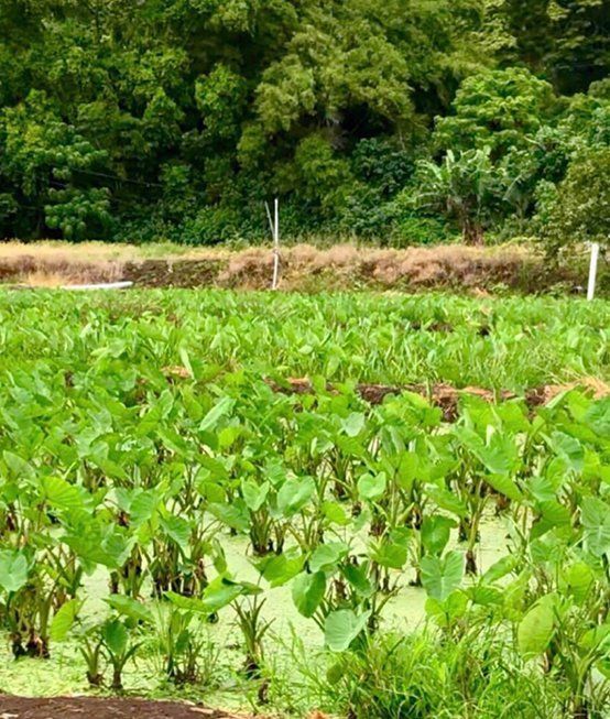 Green taro plants growing in a flooded field, with a forest backdrop.