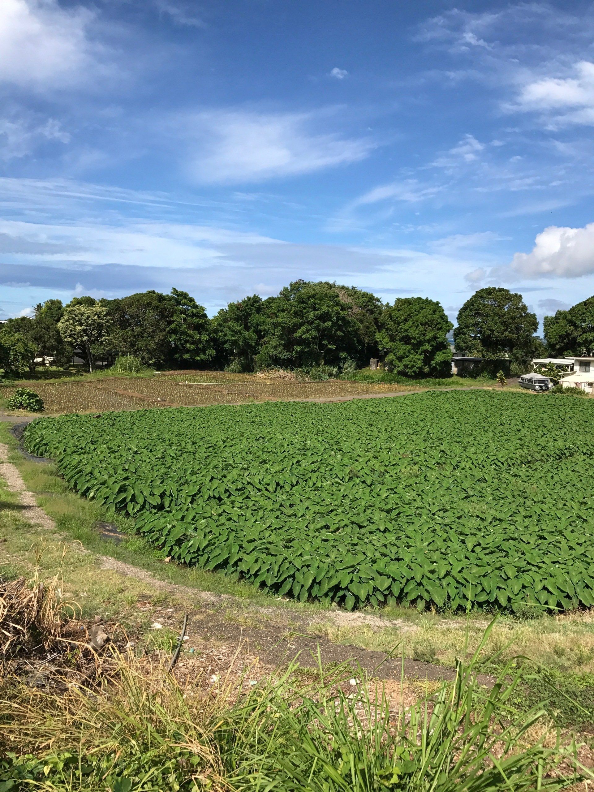 Green field of crops under a partly cloudy blue sky. Trees and some buildings in the background.