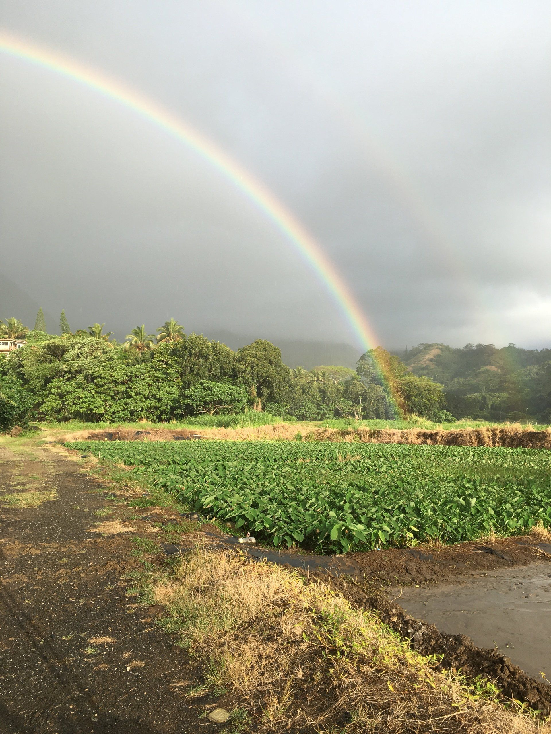 Rainbow arcs over a green field and lush trees under a cloudy sky.