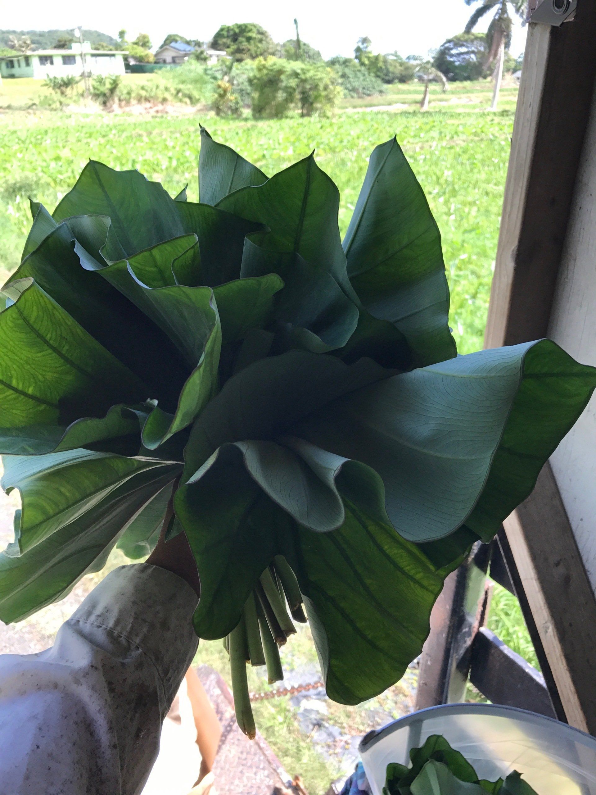 Hand holding a bundle of large, dark green leaves; outdoor setting with greenery visible.