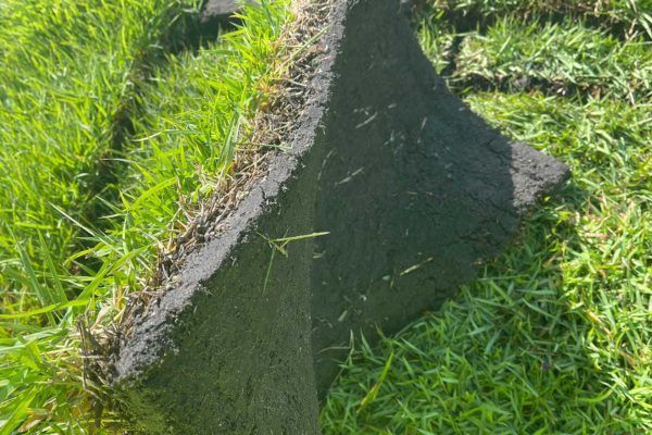 EMPIRE Zoysia Sod Naples, FL