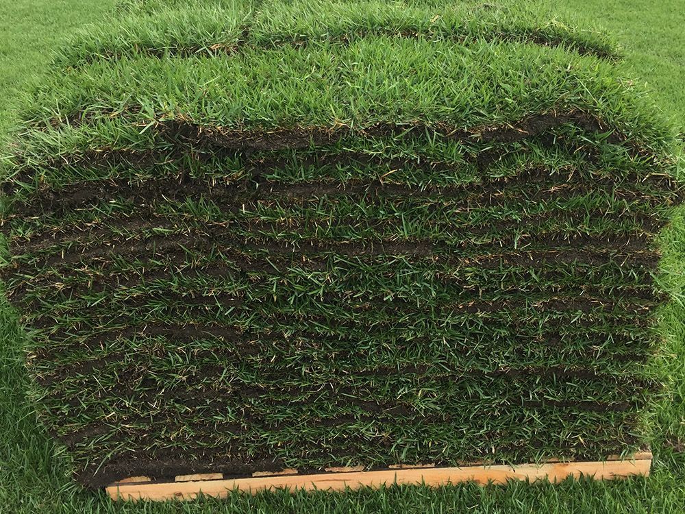 EMPIRE Zoysia Naples Fl Sod Installation