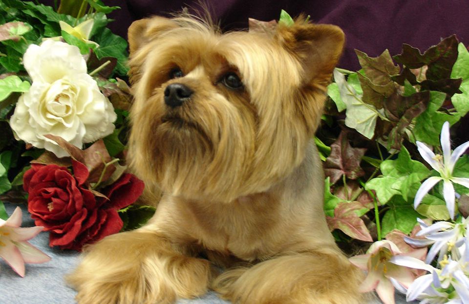 Dog-with-flowers