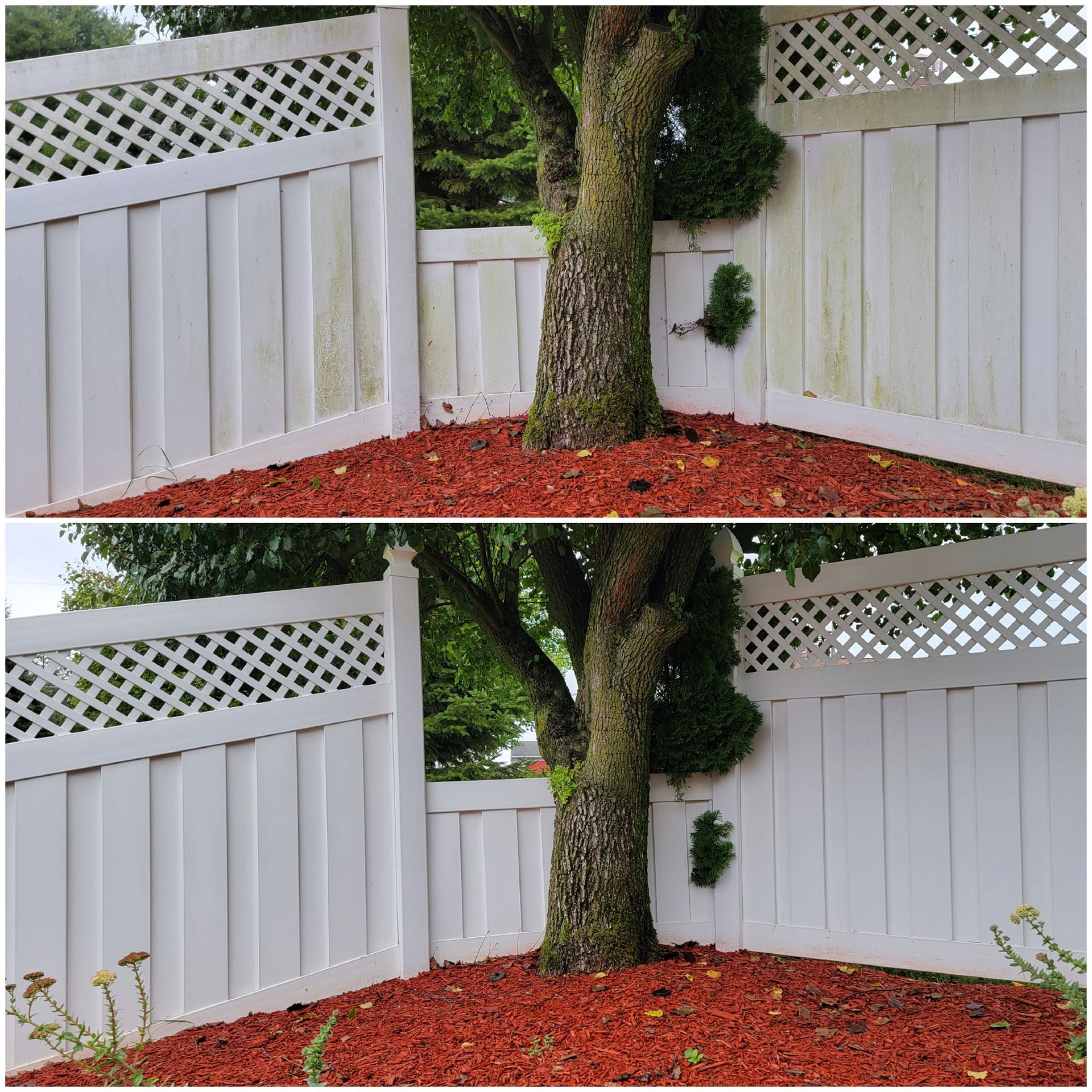 A before and after picture of a white fence with a tree in the corner