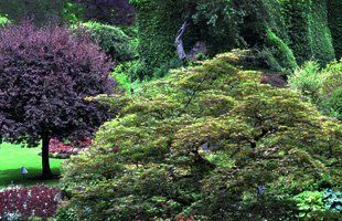 Tree Service | Port Chester, NY | Coperine Landscaping | 914-403-3885
