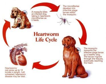 Dogs-Heartworm-Disease lifecycle