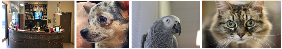 Reception, dog, perat & cat