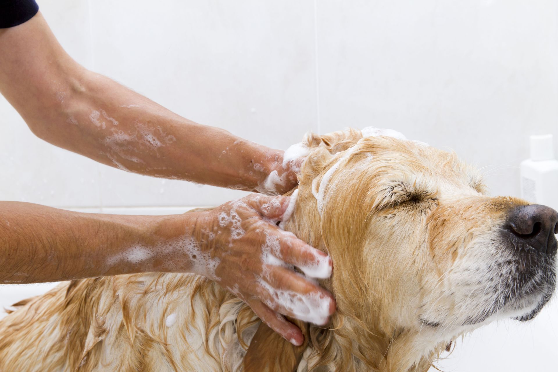grooming services
