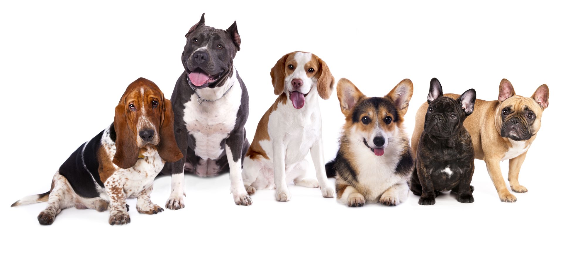 Pets