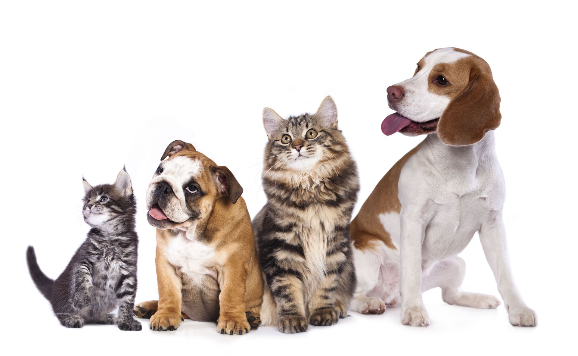 PET