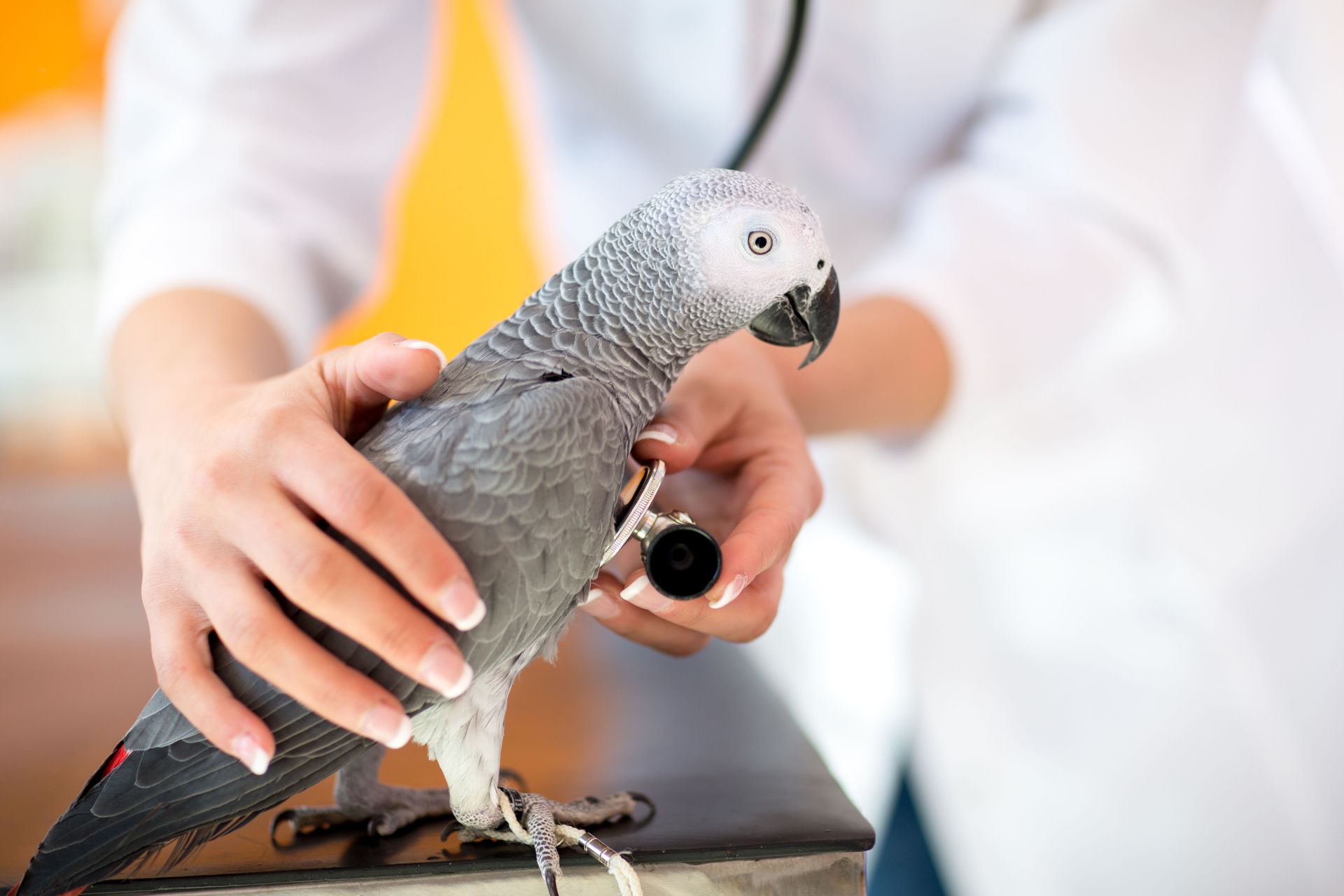 Grey parrot