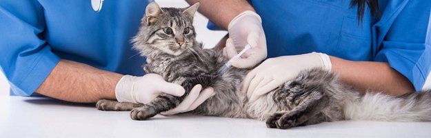 vaccination