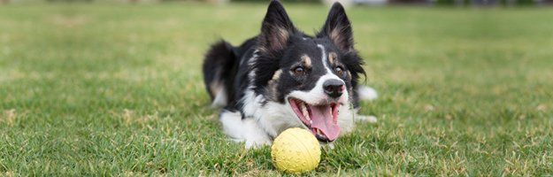 dog playing with ball
