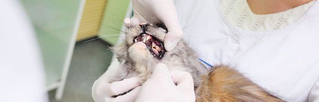 cat teeth