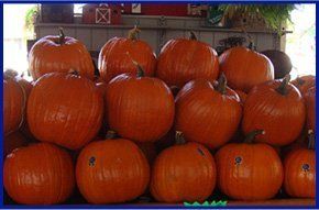 Fall | Weatherford, TX | Weatherford Farmers Market | 817-246-7525