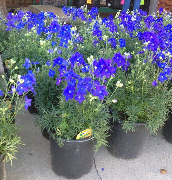 Farmer's market | Weatherford, TX | Weatherford Farmers Market | 817-246-7525