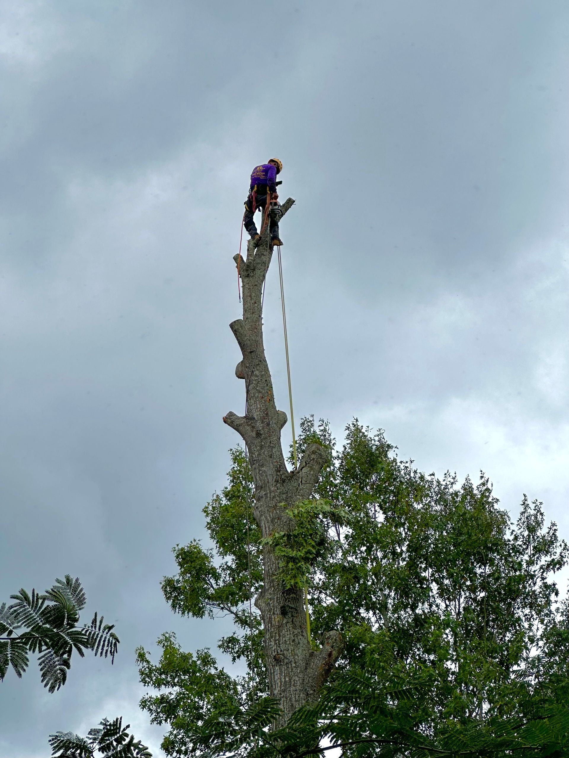 Arborist in purple shirt atop a tall, bare tree trunk, trimming branches under a cloudy sky.