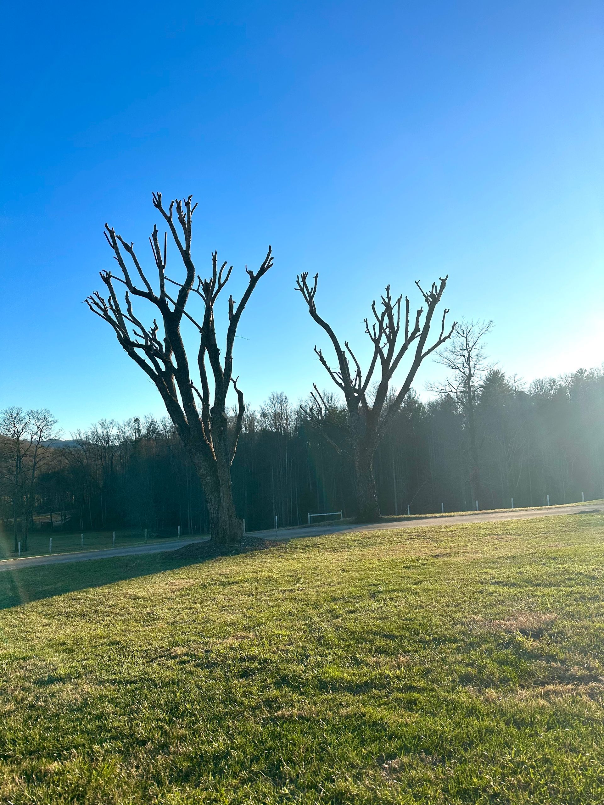 Two pruned trees in a sunny field with a blue sky and a dark background.