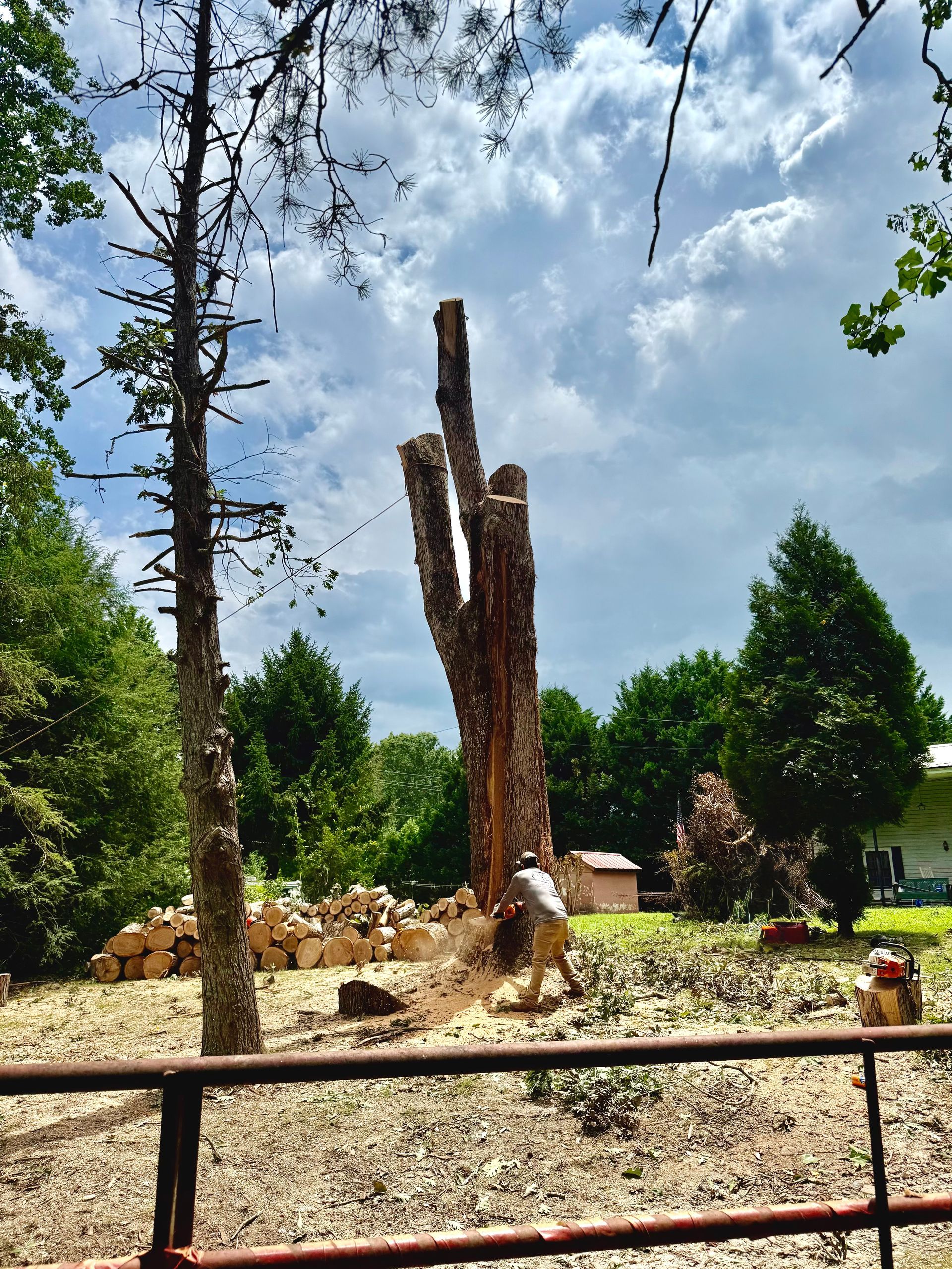 Man cutting down a partially felled tree in a yard with a chainsaw on a sunny day.