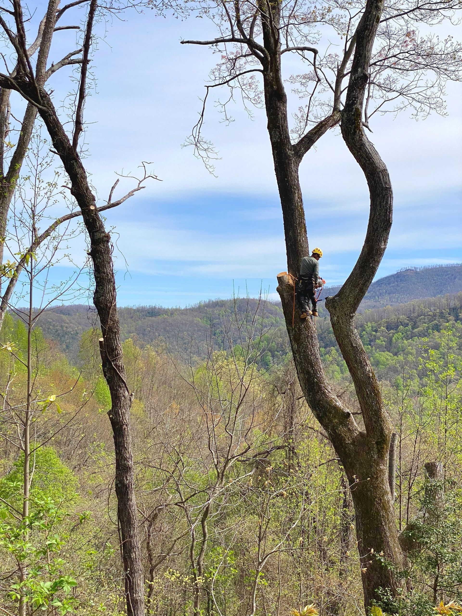 Arborist in a tree with mountains in the background, sunny day.