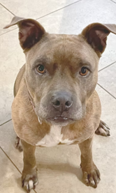 Brown dog with a white chest sitting on a tiled floor, looking up at the camera.