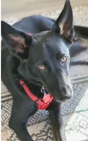 Black dog wearing a red harness, looking up on a patterned floor.