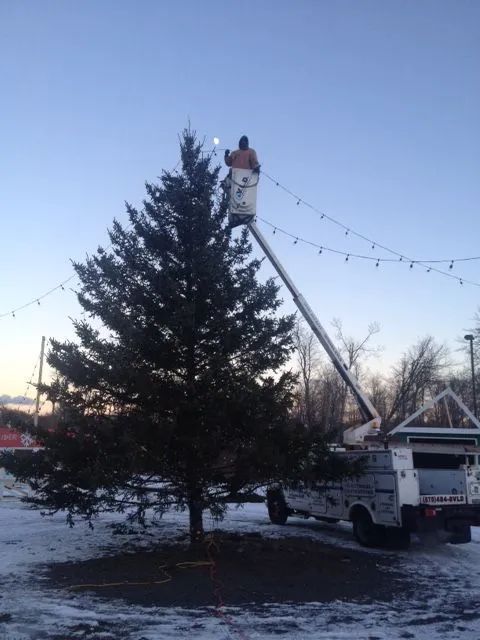 Person in bucket lift stringing lights on tall evergreen tree. Winter setting, snow on the ground.