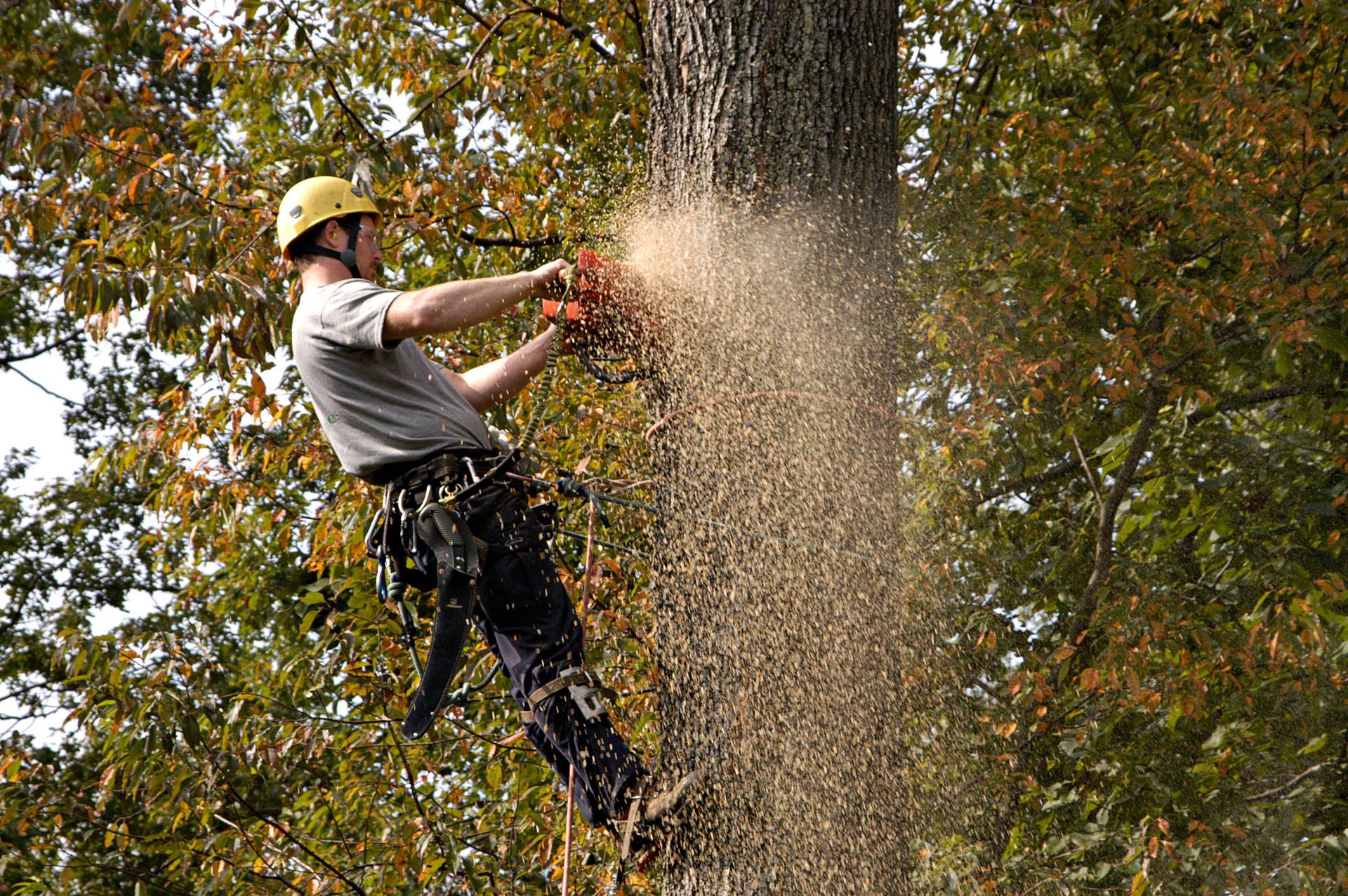 Arborist in a harness cutting a tree with a chainsaw, creating a cloud of sawdust.