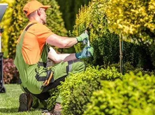 Gardener in green overalls and orange shirt and cap pruning a bush in a garden.