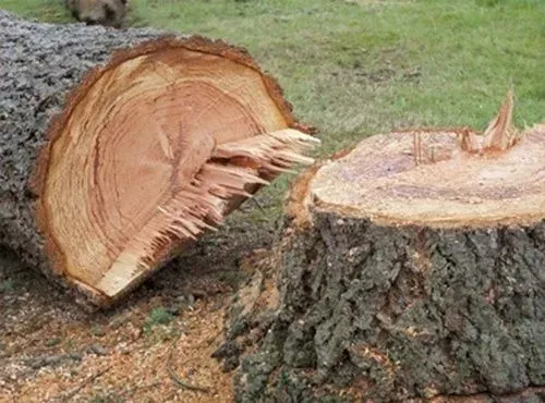 Cut tree trunk and log on grassy ground, showing wood grain and rough edges.