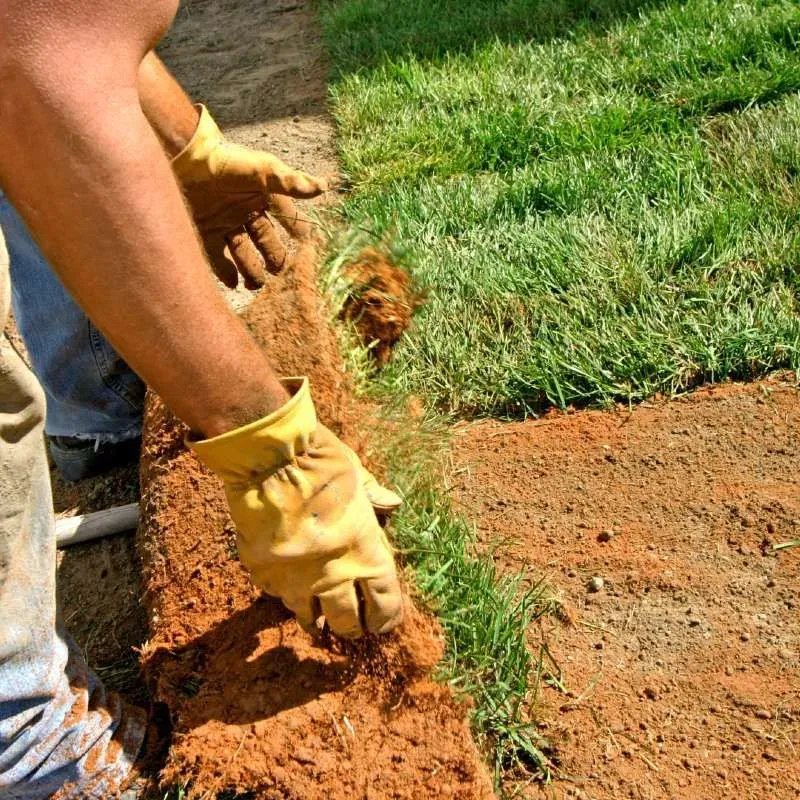 Person in yellow gloves installing sod strips onto brown soil, near existing green grass.