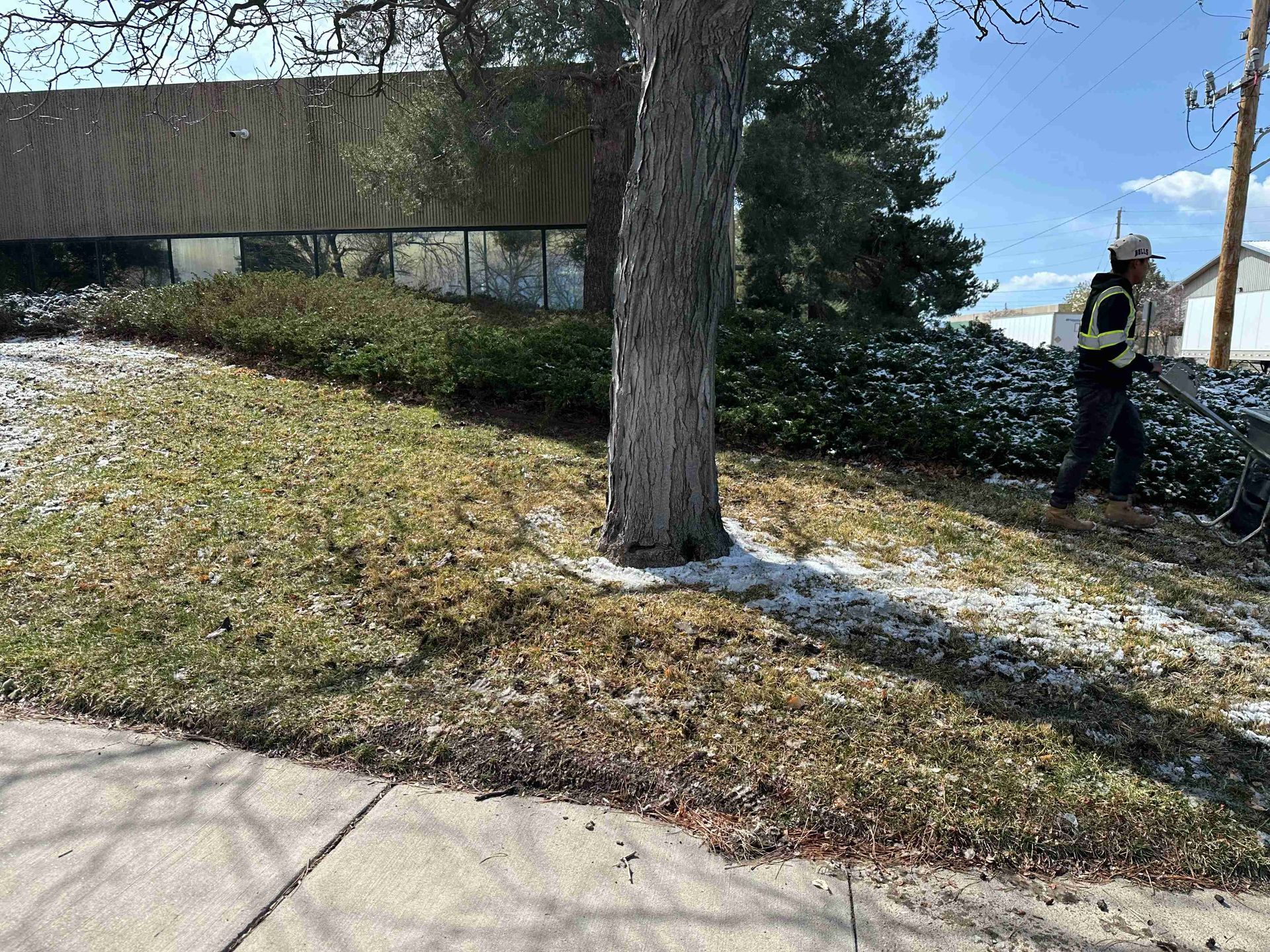 Person standing on a grassy slope near a tree and sidewalk outside a building