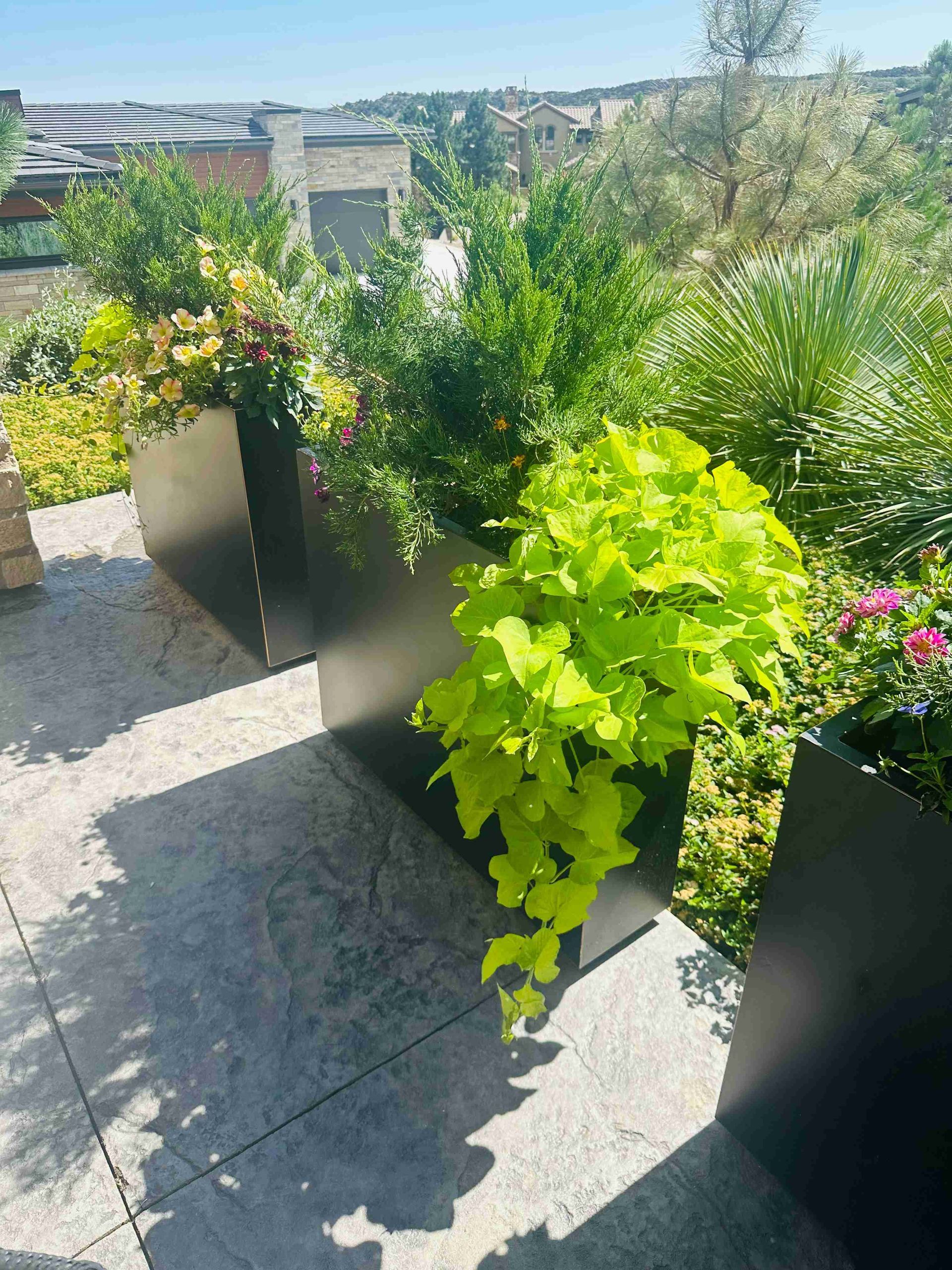 Potted green plants on a sunny patio with a city view in the background