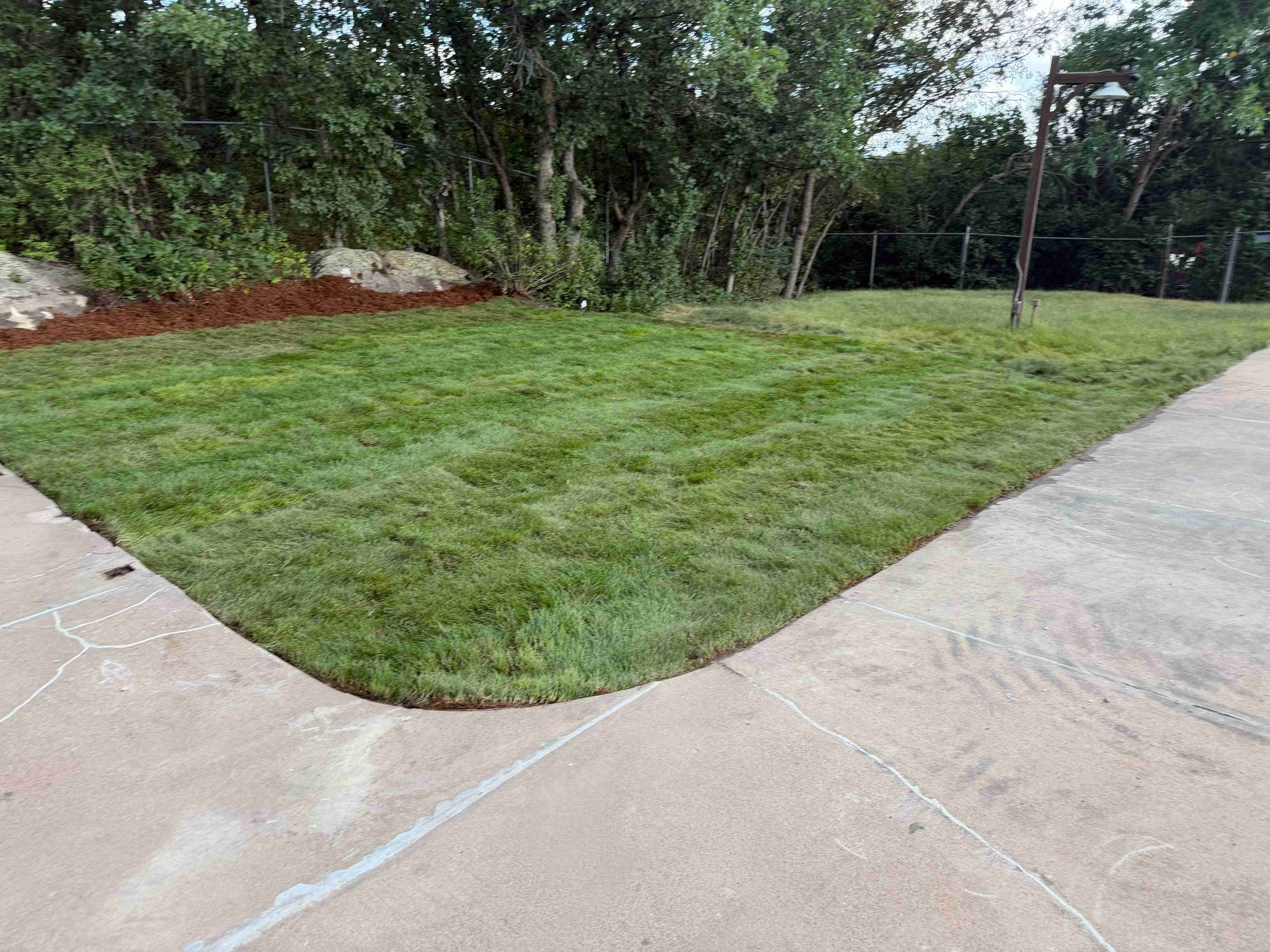 Freshly mowed lawn bordered by concrete walkways and trees in a landscaped yard