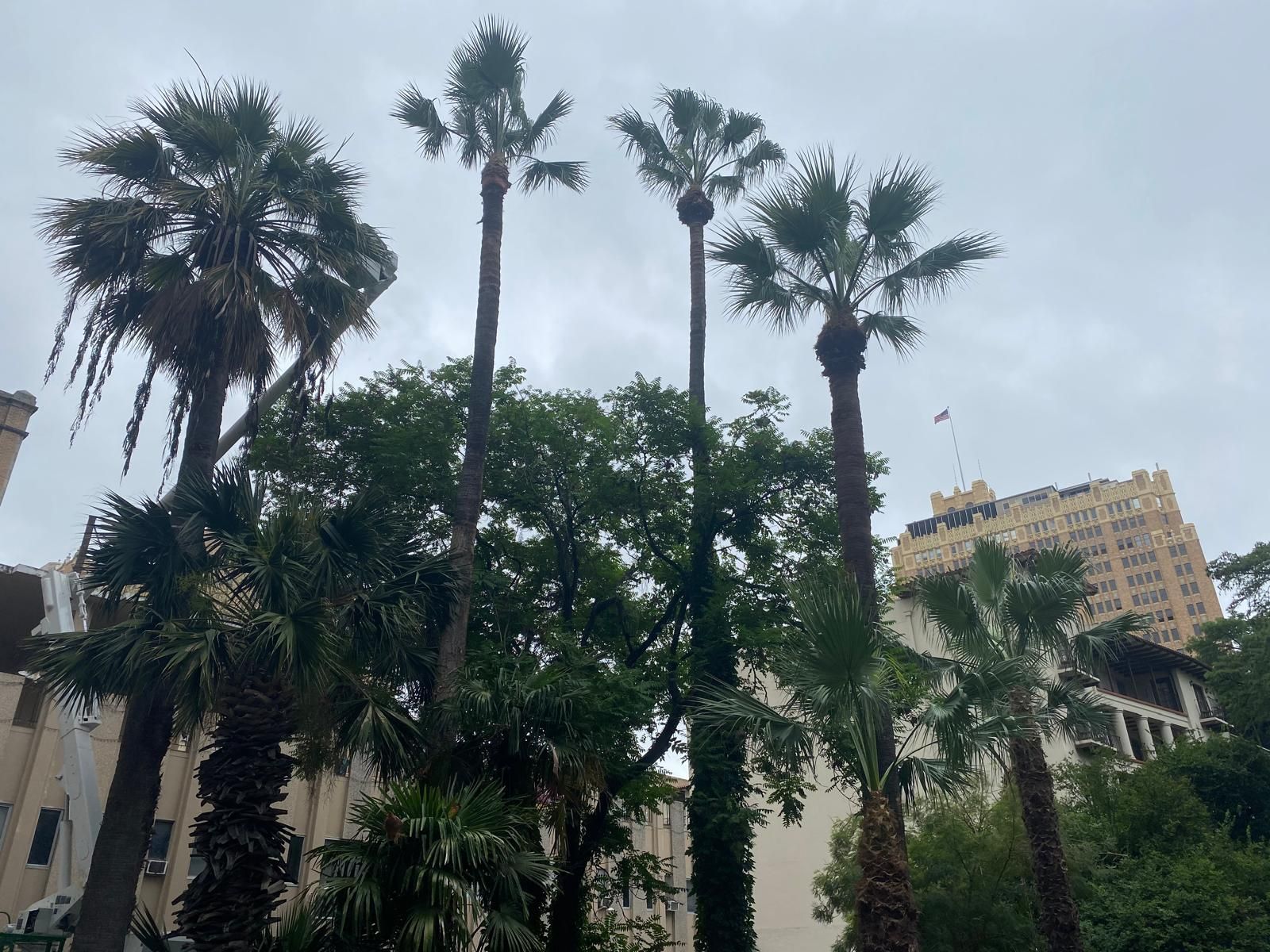 A group of palm trees in front of a building