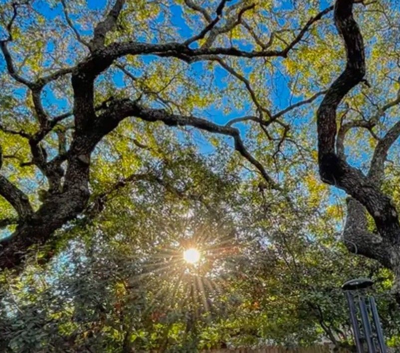The sun is shining through the branches of a tree.