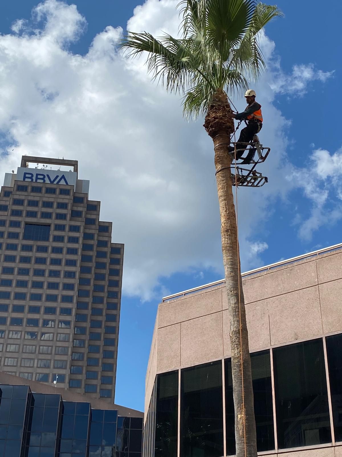 A man is climbing a palm tree in front of a building that says rava