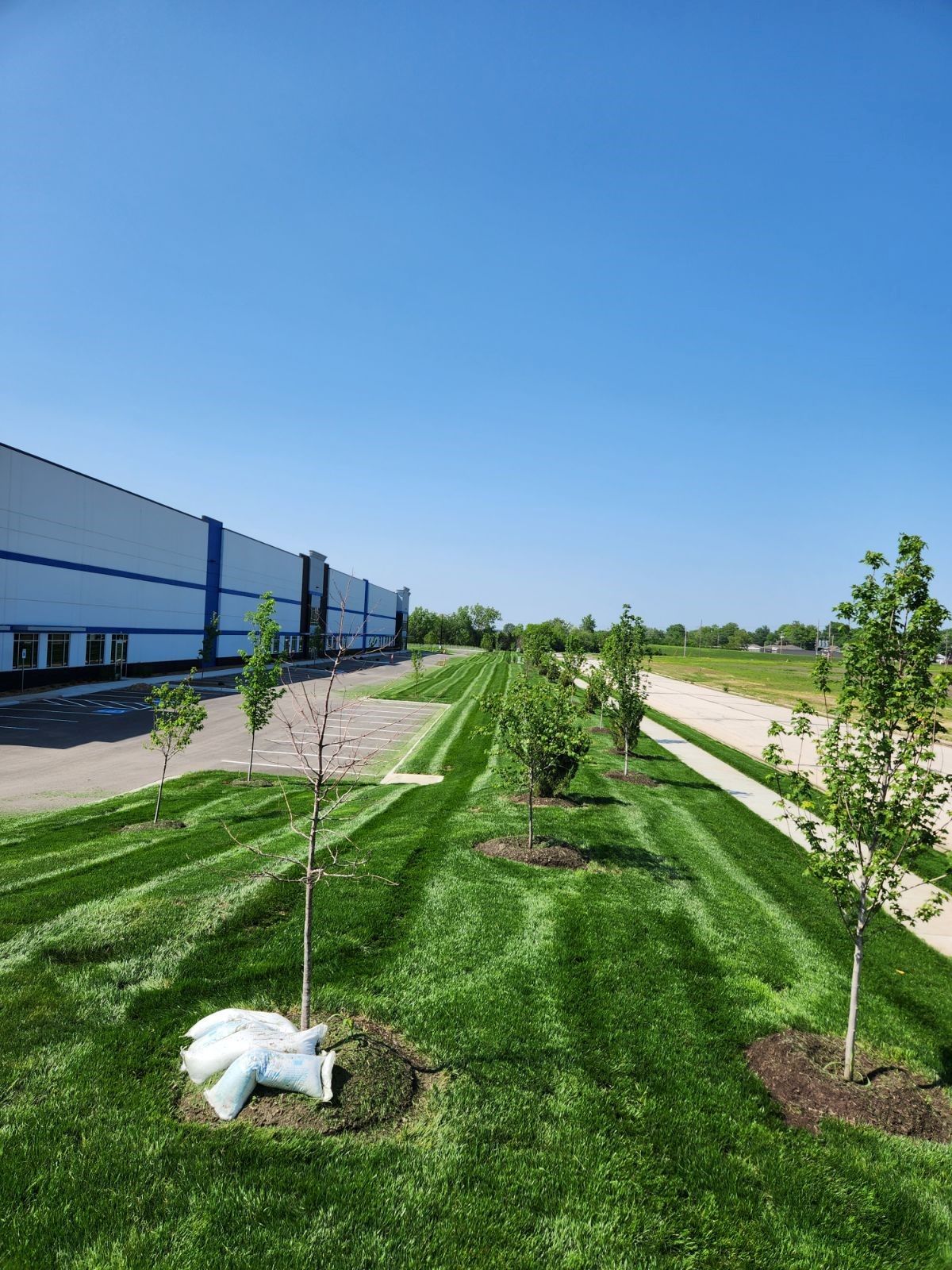 Grassy area with small trees