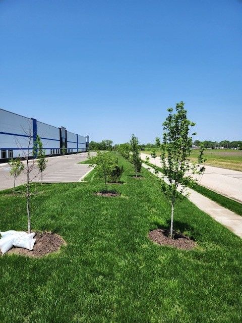 Grassy area with small trees