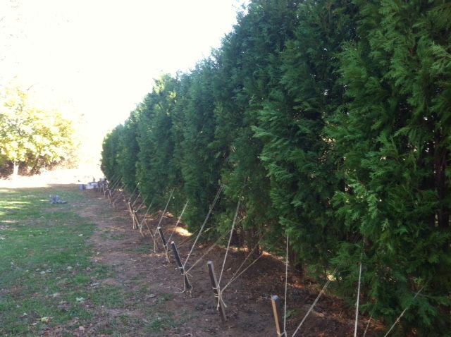 Arborvitae Hedge