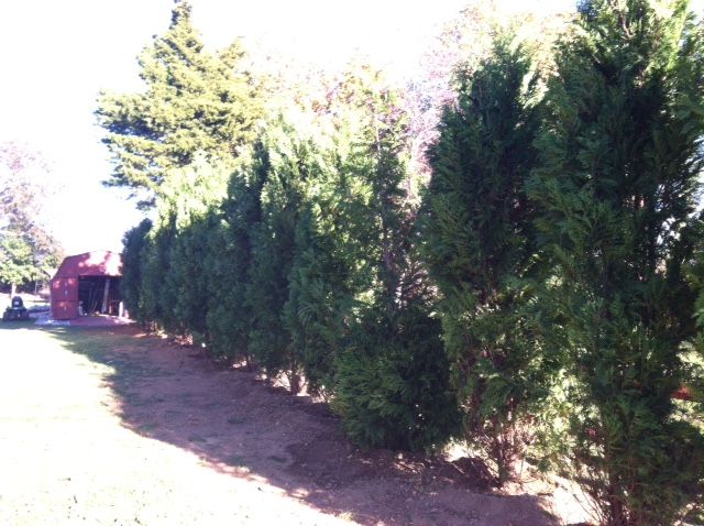 Arborvitae Hedge
