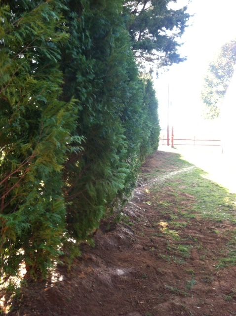 Arborvitae Hedge